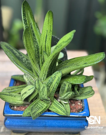 Succulent Assorted - Succulents - Garden View Nursery