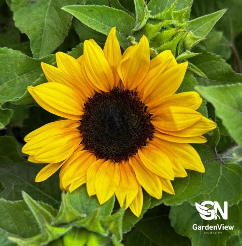 Dwarf Sunflower Plants | Compact Garden Blooms | Buy Online – Garden ...