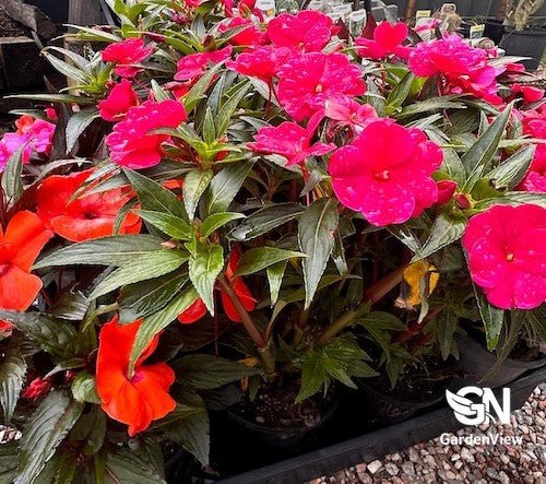 Sunpatiens Assorted - Shrubs & Trees - Garden View Nursery