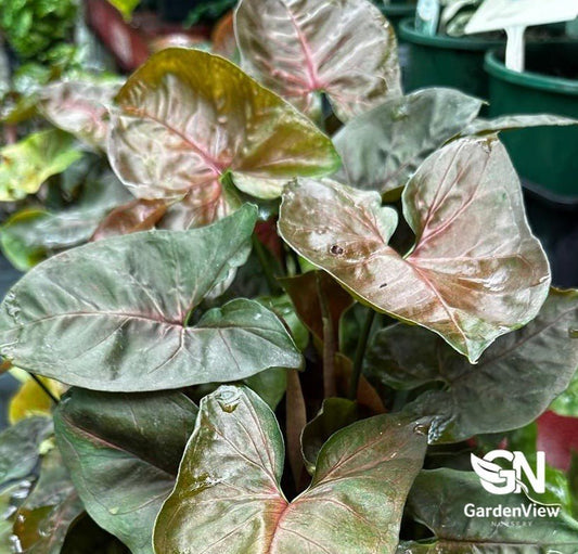 Syngonium Maria - Indoor Plants - Garden View Nursery