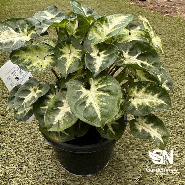 Syngonium Pixie - Indoor Plants - Garden View Nursery