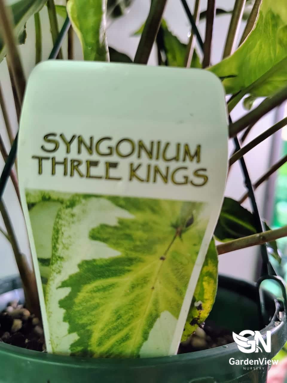Syngonium Three Kings - Indoor Plants - Garden View Nursery