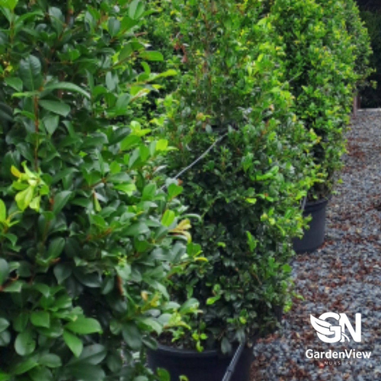 Syzygium australe 'Resilience' - Native Shrubs & Trees - Garden View Nursery
