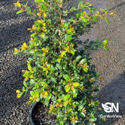 Syzygium australe 'Resilience' - Native Shrubs & Trees - Garden View Nursery