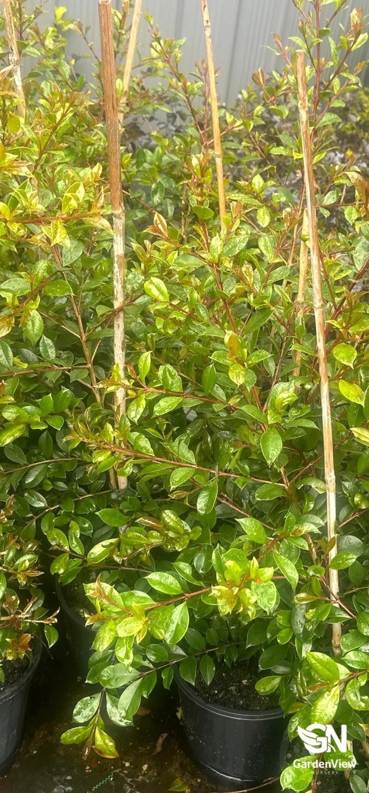 Syzygium Australe 'Select Form' - Native Shrubs & Trees - Garden View Nursery