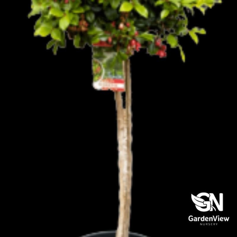 Syzygium Australe Standard - Native Shrubs & Trees - Garden View Nursery