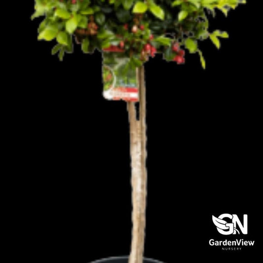 Syzygium Australe Standard - Native Shrubs & Trees - Garden View Nursery