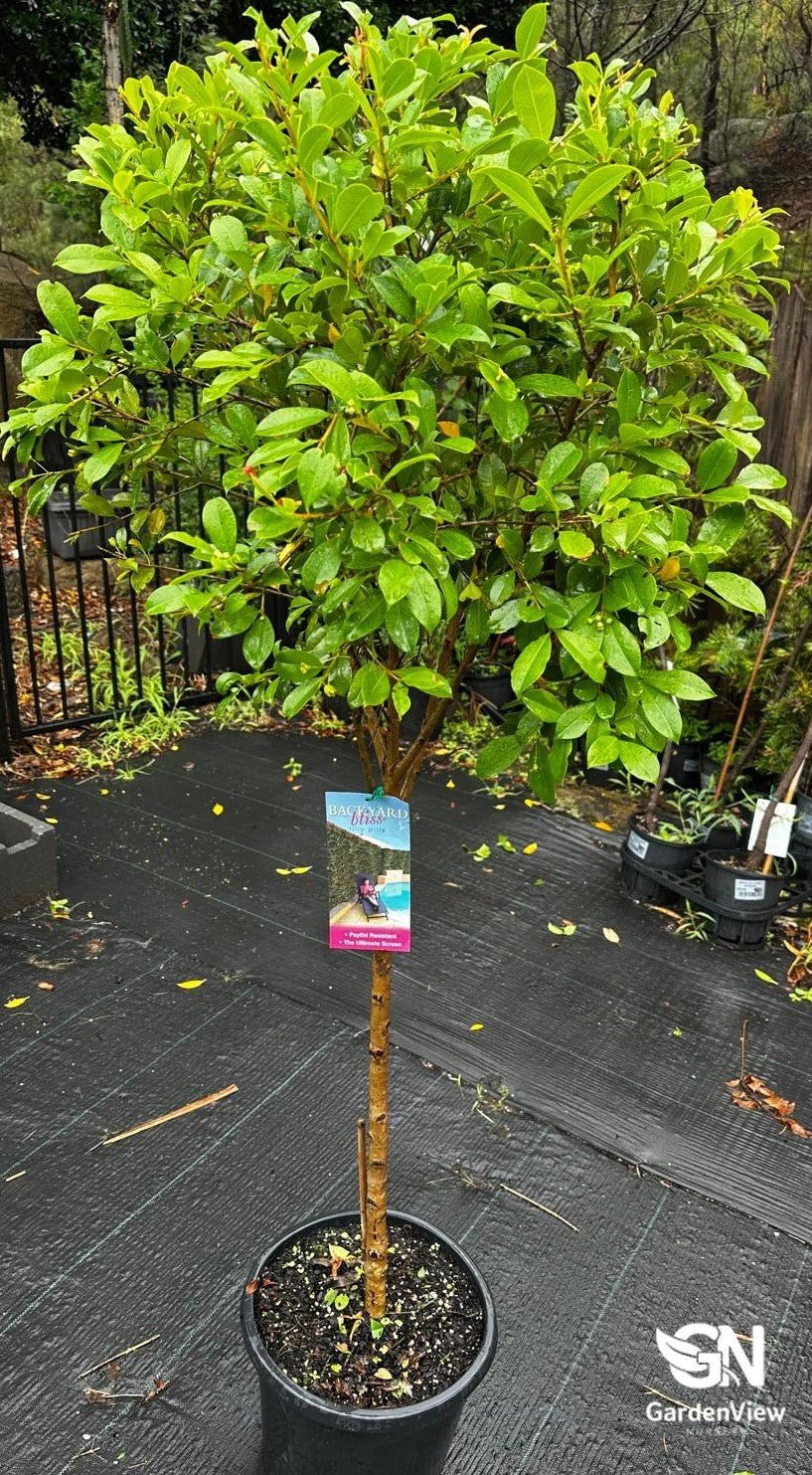 Syzygium Backyard Bliss Std - Hedges & Screening - Garden View Nursery