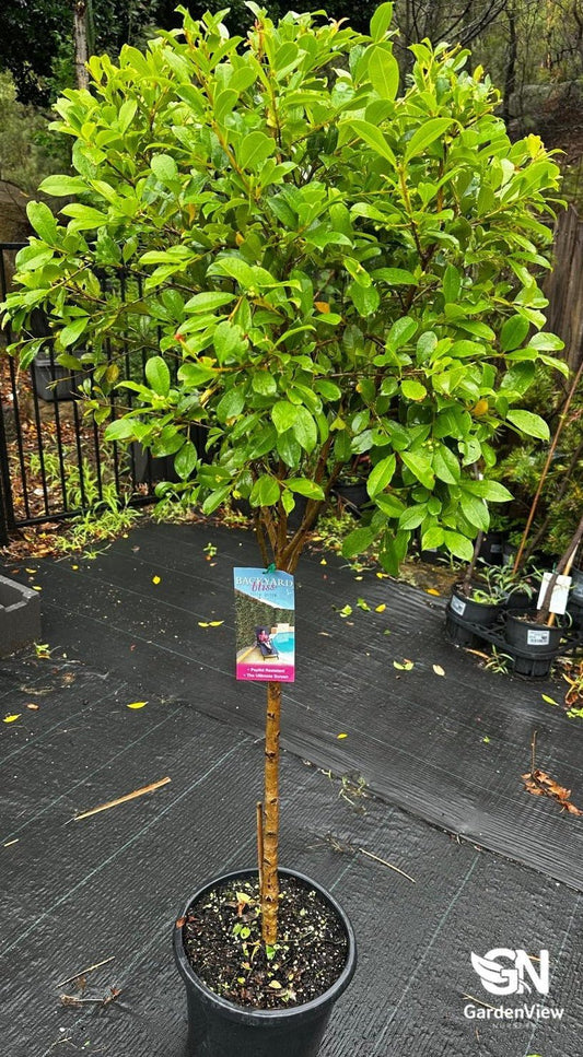 Syzygium Backyard Bliss Std - Hedges & Screening - Garden View Nursery