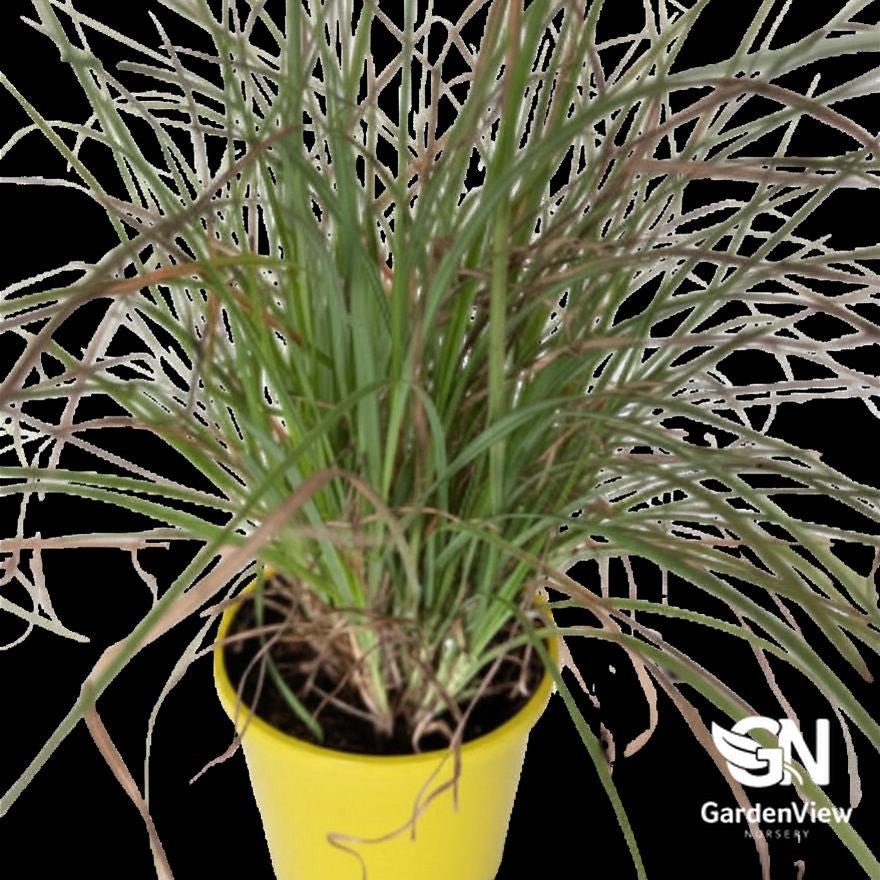 Themeda Triandra Australis - Ground Covers - Garden View Nursery