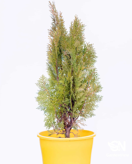 Thuja Gold Biota - Shrubs & Trees - Garden View Nursery