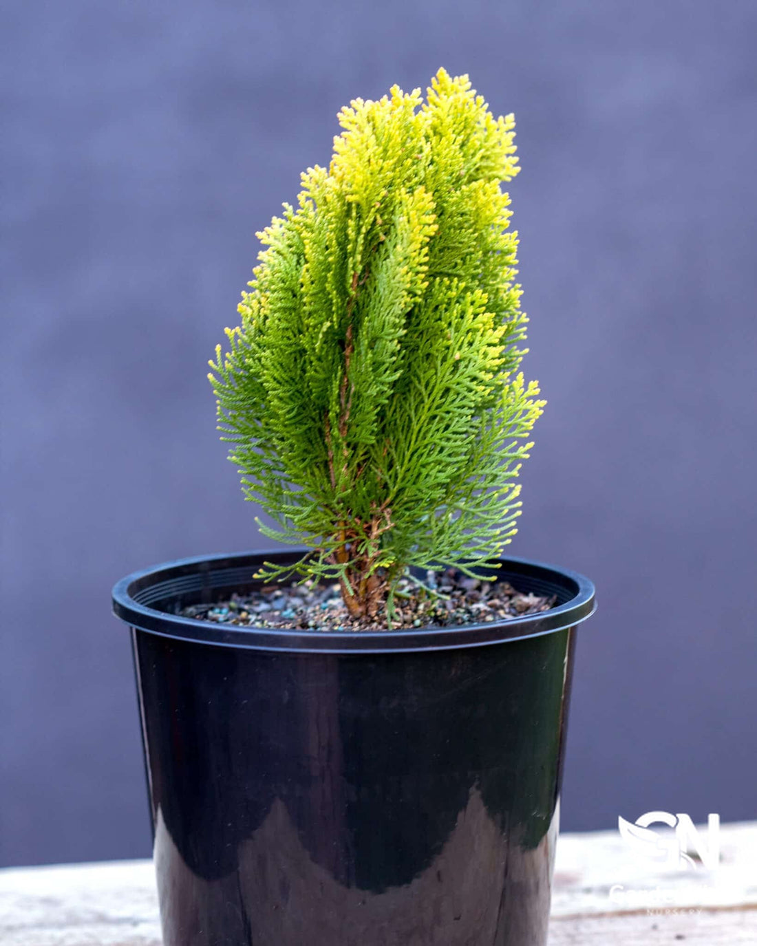 Thuja Morgan - Shrubs & Trees - Garden View Nursery