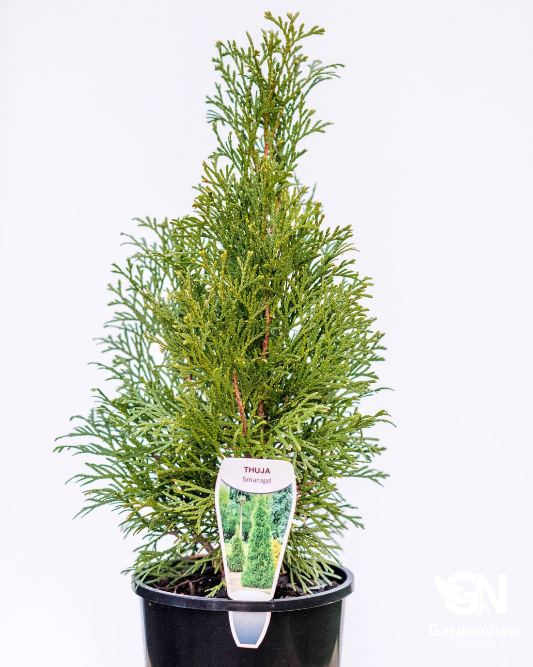 Thuja Smaragd - Shrubs & Trees - Garden View Nursery