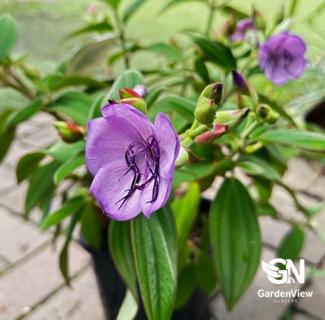 Tibouchina Blue Moon Dwarf - Shrubs & Trees - Garden View Nursery