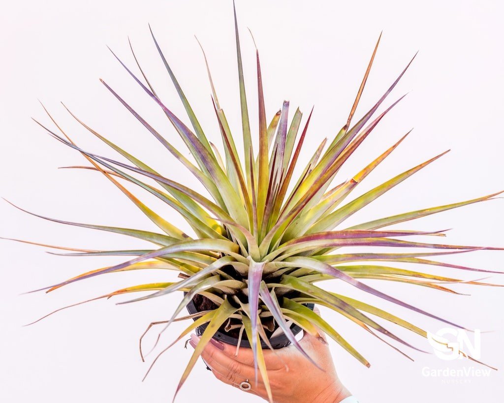 Tillandsia - Cactus & Succulents - Garden View Nursery