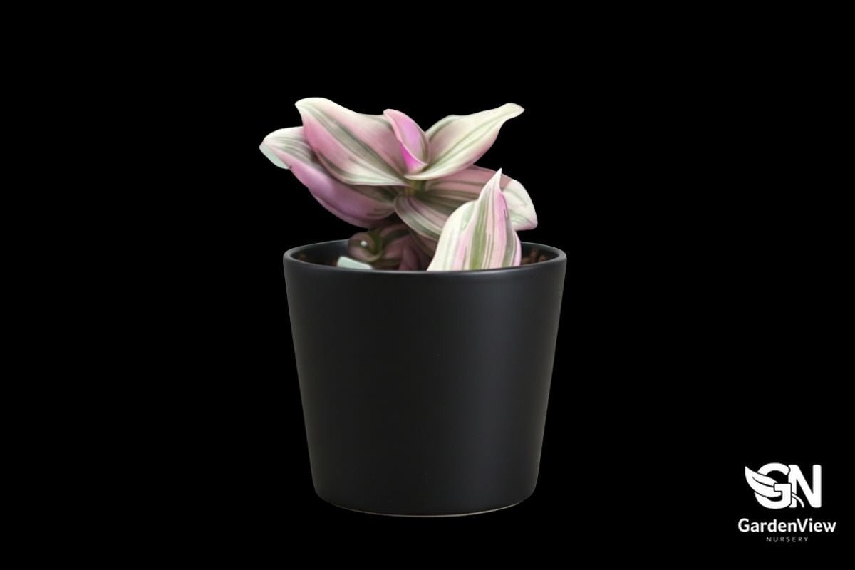 Tradescantia Albiflora Nanouk - Indoor Plants - Garden View Nursery