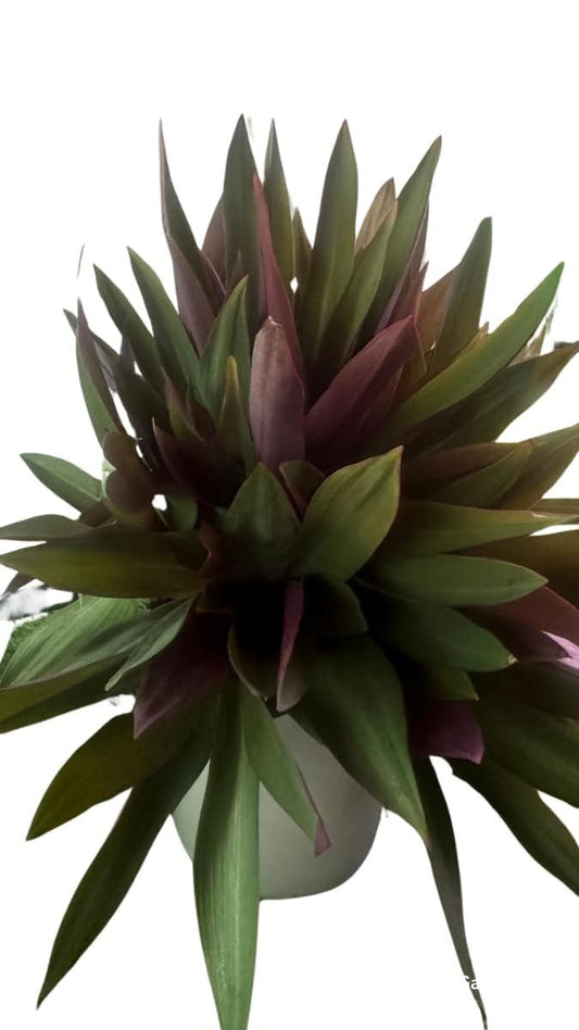 Tradescantia Spathacea - Indoor Plants - Garden View Nursery