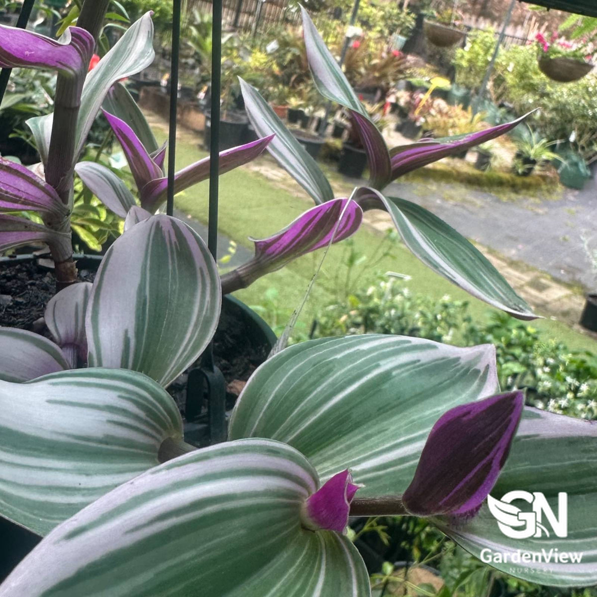 Tradescantia Albiflora 'Nanouk' with green and purple variegated leaves in black pot