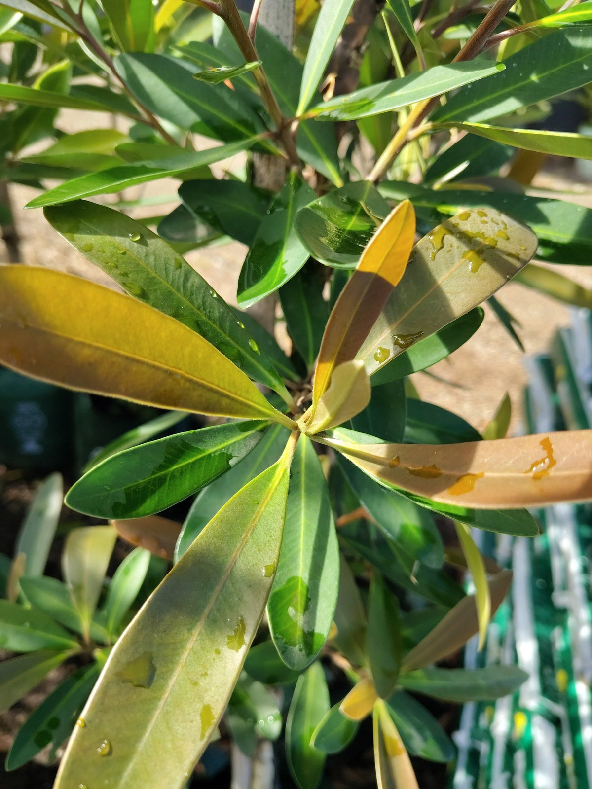 Tristaniopsis Laurina Luscious (Water Gum) - Native Shrubs & Trees - Garden View Nursery