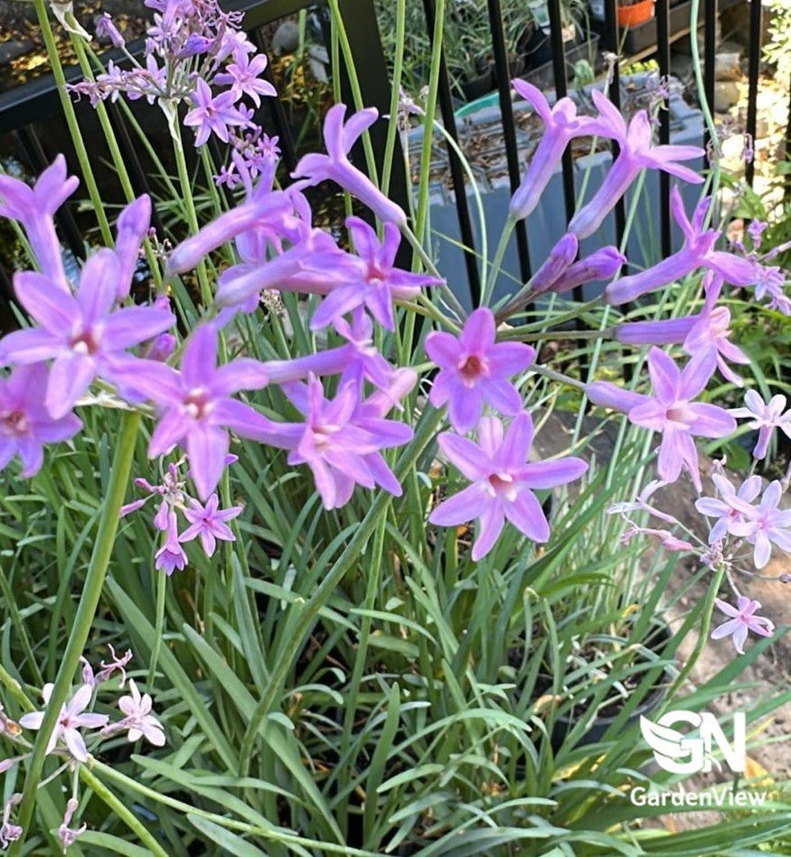 Tulbaghia Violacea (Society Garlic) - Climbers & Ground Covers - Garden View Nursery