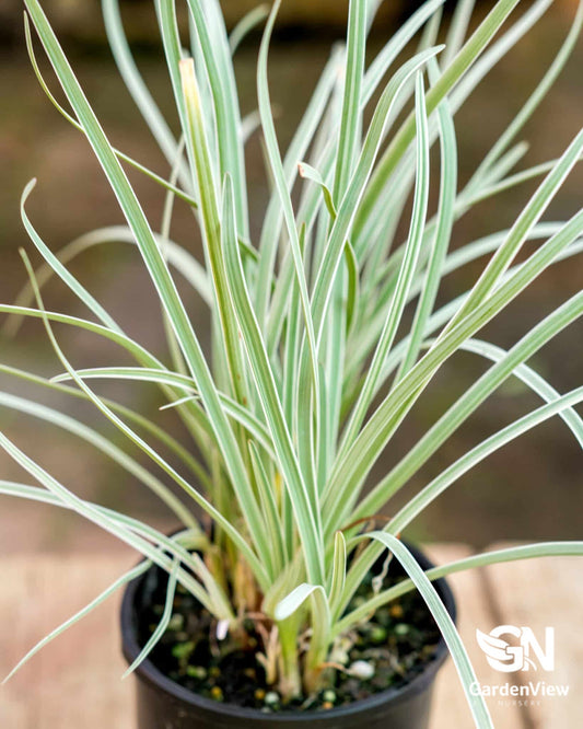 Tulbaghia Violacea Variegated - Climbers & Ground Covers - Garden View Nursery