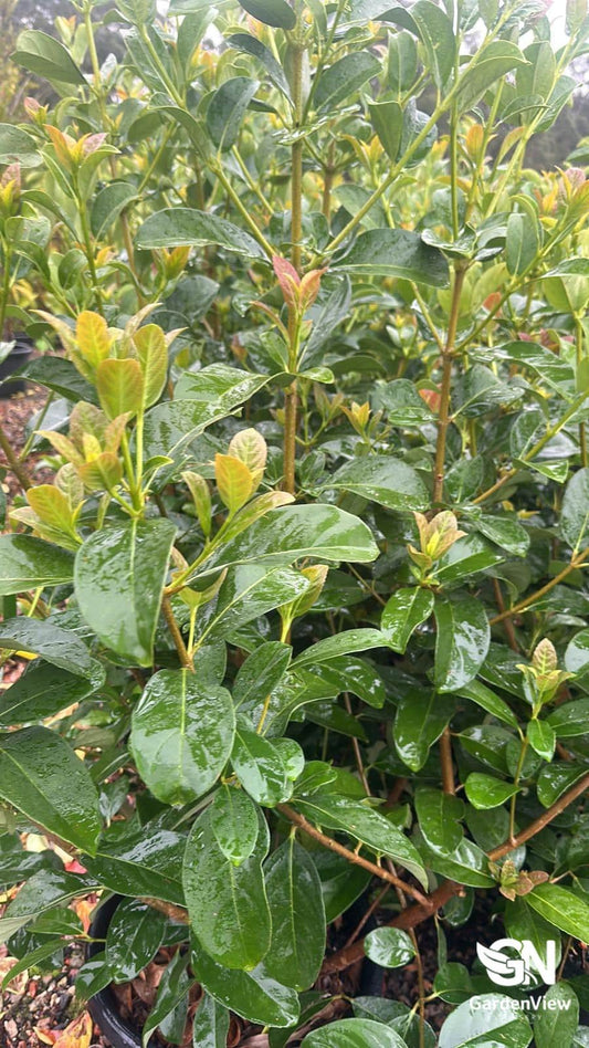 Viburnum Odoratissimum - Hedges & Screening - Garden View Nursery