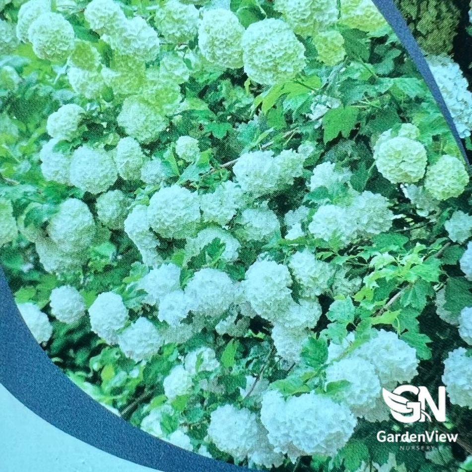 Viburnum Opulus - Shrubs - Garden View Nursery