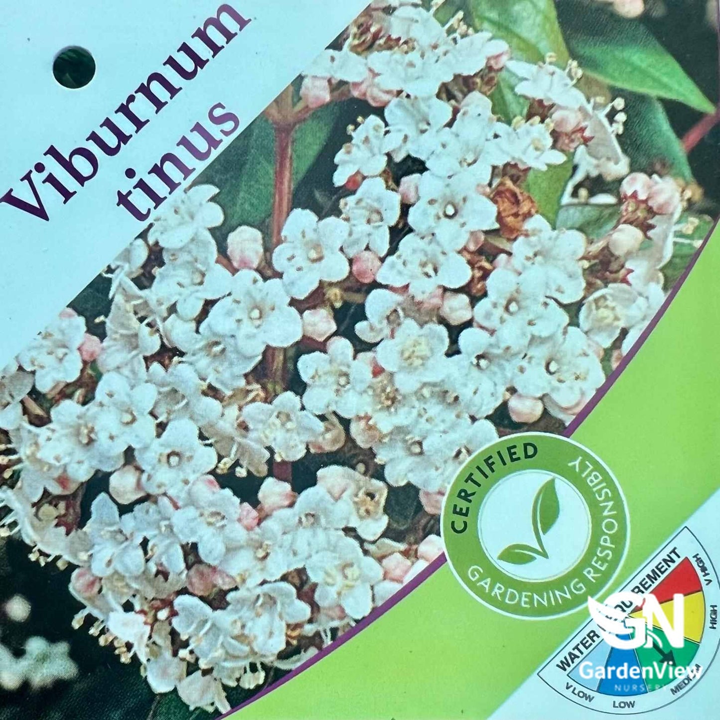 Viburnum tinus with white clustered flowers and green foliage in display packaging