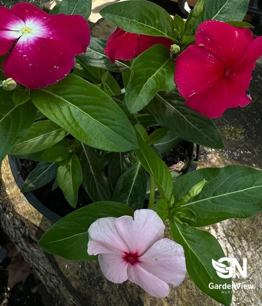 Vinca - Shrubs & Trees - Garden View Nursery