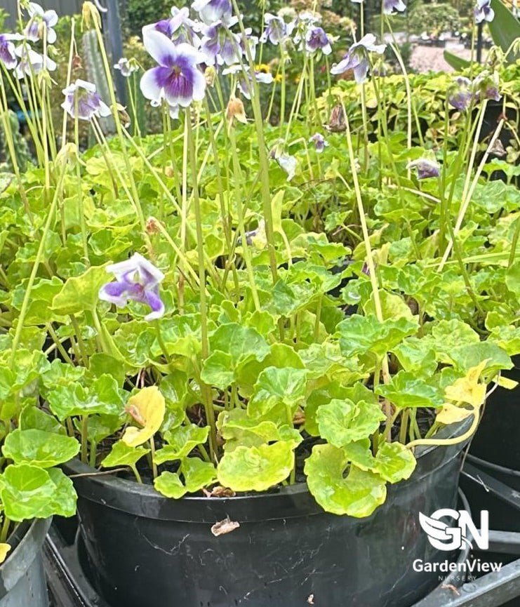 Viola Hederacea - Climbers & Ground Covers - Garden View Nursery