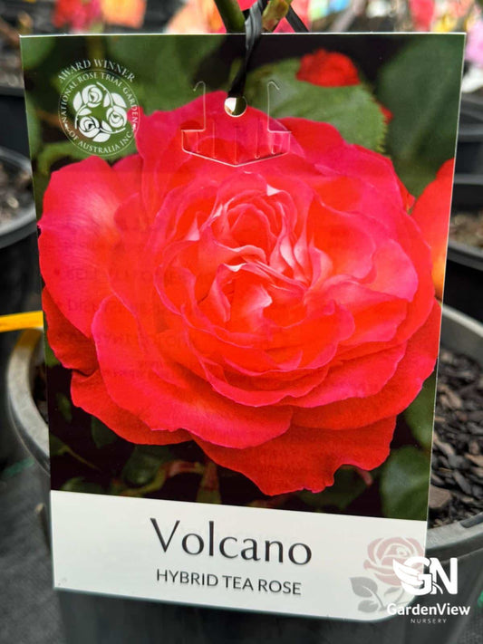 Rose Volcano Bush