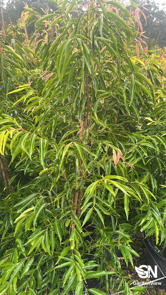 Waterhousia Floribunda (Weeping Lilly Pilly) - Native Shrubs & Trees - Garden View Nursery