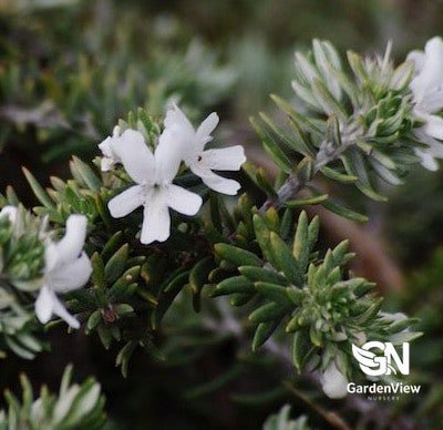 Westringia Fruticosa Coastal Creeper - Native Shrubs & Trees - Garden View Nursery