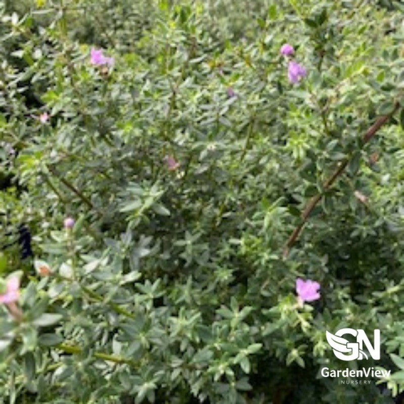 Westringia Fruticosa - Native Shrubs & Trees - Garden View Nursery
