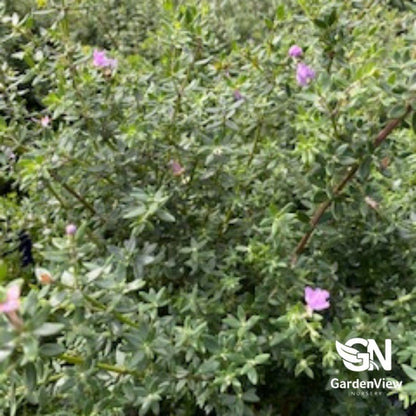 Westringia Fruticosa - Native Shrubs & Trees - Garden View Nursery