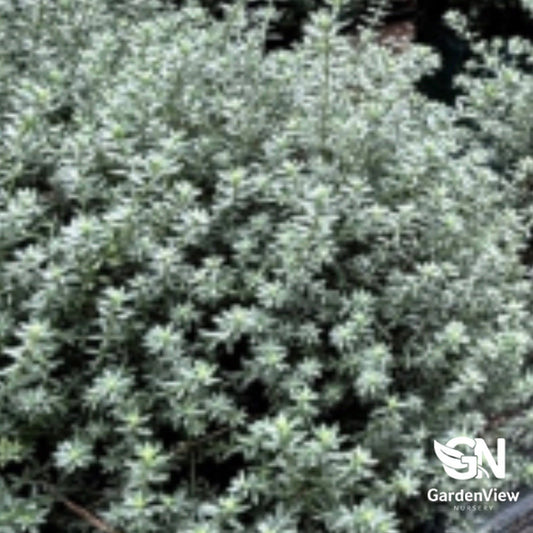 Westringia Fruticosa - Native Shrubs & Trees - Garden View Nursery