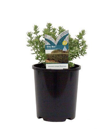 Westringia Fruticosa 'Grey Box' - Native Shrubs & Trees - Garden View Nursery