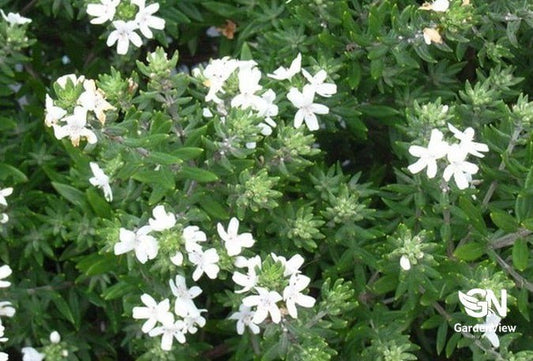 Westringia Fruticosa Low Horizon - Native Shrubs & Trees - Garden View Nursery