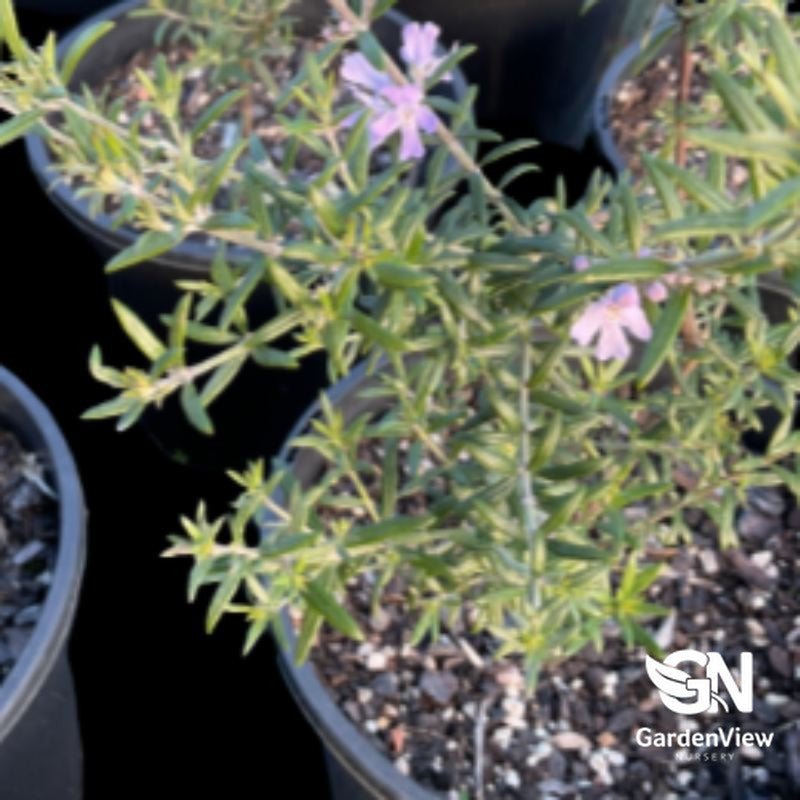 Westringia Fruticosa 'Wynyabbie Gem' - Native Shrubs & Trees - Garden View Nursery