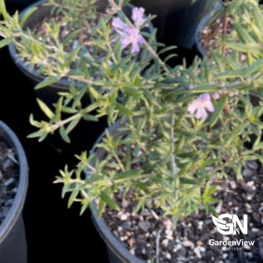 Westringia Fruticosa 'Wynyabbie Gem' - Native Shrubs & Trees - Garden View Nursery