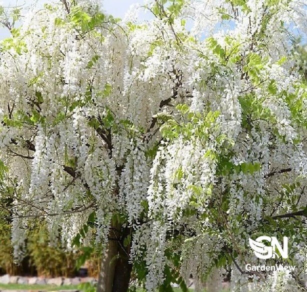 Wisteria Floribunda "Alba" Japanese White - Shrubs & Trees - Garden View Nursery