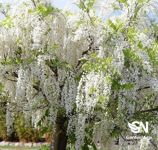 Wisteria Floribunda "Alba" Japanese White - Shrubs & Trees - Garden View Nursery