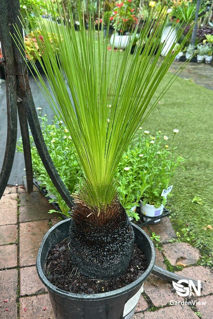 Xanthorrhoea Johnsonii - E (31 - 40Cm Trunk) - Native Shrubs & Trees - Garden View Nursery