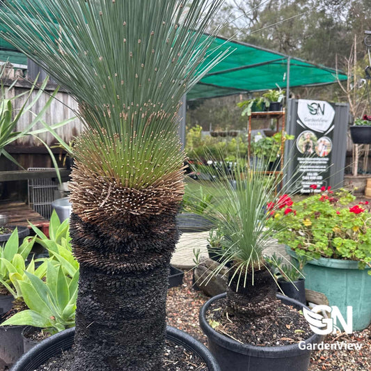 Xanthorrhoea Johnsonii - Native Shrubs & Trees - Garden View Nursery