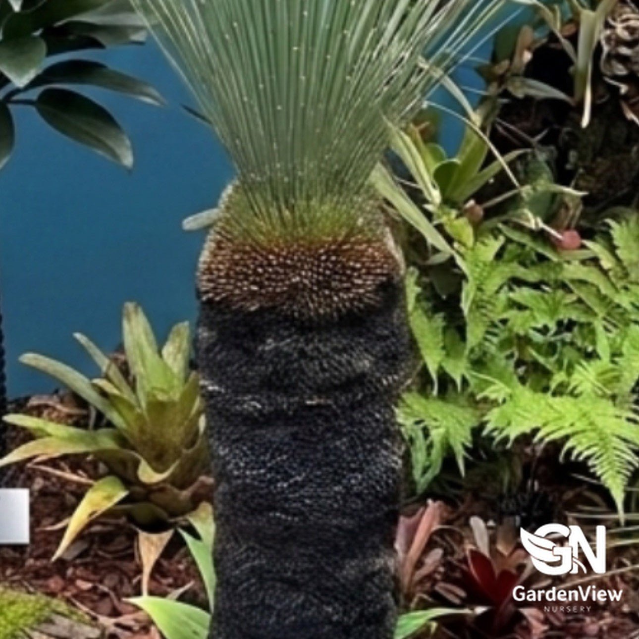 Xanthorrhoea Johnsonii - Native Shrubs & Trees - Garden View Nursery