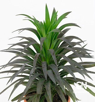Yucca Desmentiana Spellbound (Variegated) - Shrubs & Trees - Garden View Nursery