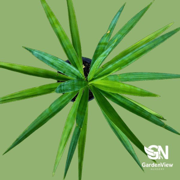 Yucca Elephantipes - Shrubs & Trees - Garden View Nursery
