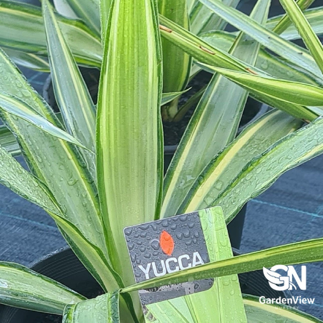 Yucca Elephantipes Lemon Drop - Shrubs & Trees - Garden View Nursery