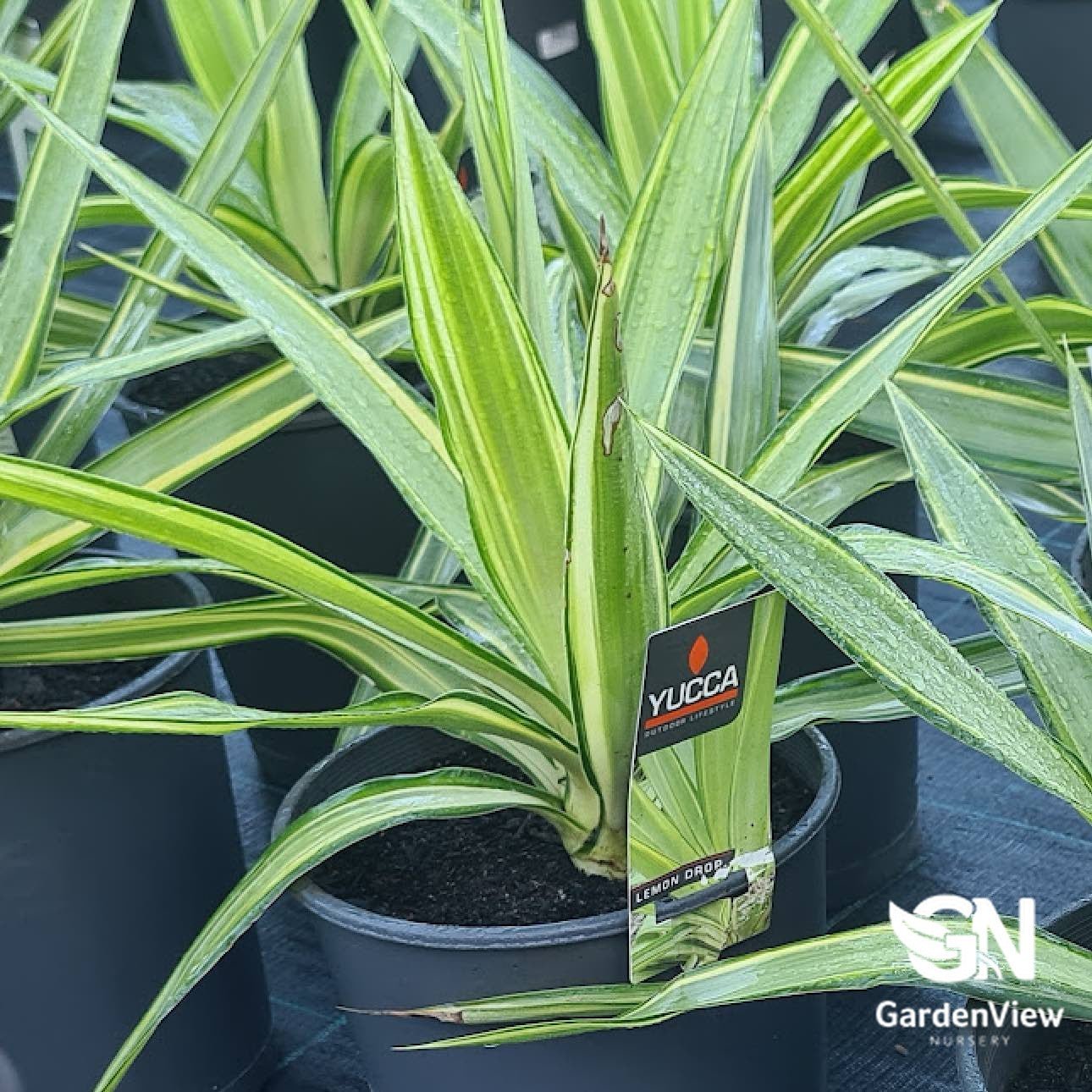 Yucca Elephantipes Lemon Drop - Shrubs & Trees - Garden View Nursery
