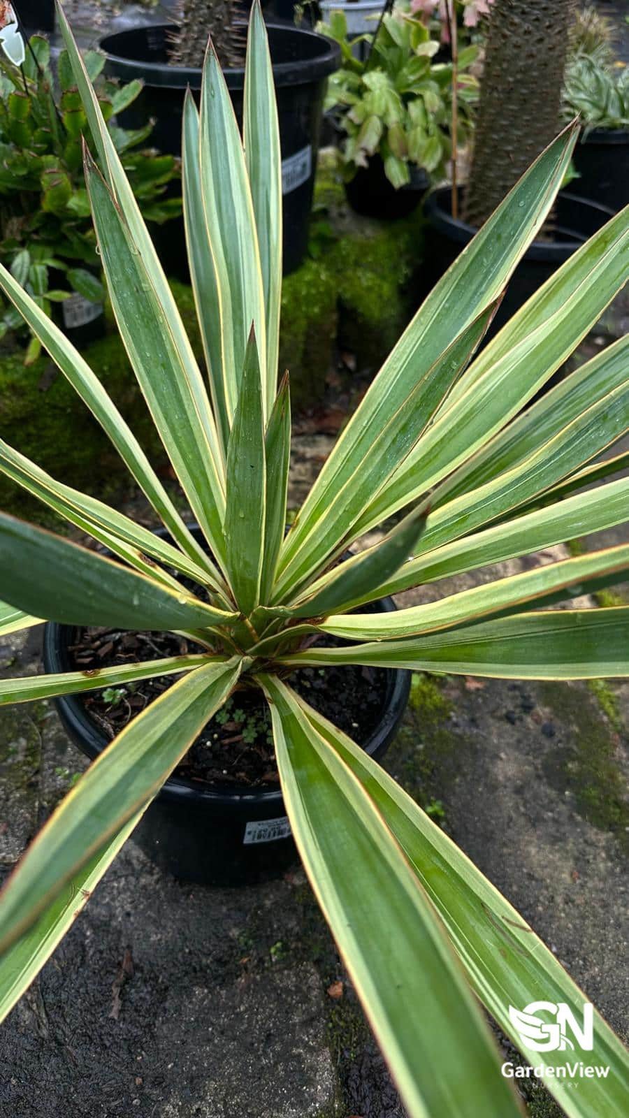 Yucca Filamentosa (Colour Guard) - Shrubs & Trees - Garden View Nursery